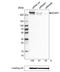 Dicer 1, Ribonuclease III antibody, NBP2-30699, Novus Biologicals, Western Blot image 