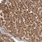 G Protein-Coupled Receptor 157 antibody, NBP1-83724, Novus Biologicals, Immunohistochemistry frozen image 