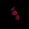 Recoverin antibody, orb318933, Biorbyt, Immunofluorescence image 