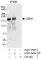 Ubiquitin carboxyl-terminal hydrolase 47 antibody, A301-049A, Bethyl Labs, Immunoprecipitation image 