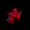 CAD protein antibody, orb74344, Biorbyt, Immunofluorescence image 
