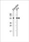 Beclin 1 antibody, PA5-72236, Invitrogen Antibodies, Western Blot image 