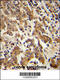 G Kinase Anchoring Protein 1 antibody, 61-941, ProSci, Immunohistochemistry frozen image 