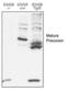ATP Binding Cassette Subfamily G Member 8 antibody, PA1-16792, Invitrogen Antibodies, Western Blot image 