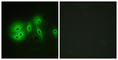 Adenylate Cyclase 8 antibody, abx013898, Abbexa, Western Blot image 
