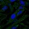 FGFR1OP N-Terminal Like antibody, NBP1-83970, Novus Biologicals, Immunofluorescence image 