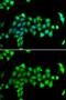 Heat Shock Protein Family A (Hsp70) Member 14 antibody, GTX65826, GeneTex, Immunofluorescence image 