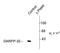 Protein Phosphatase 1 Regulatory Inhibitor Subunit 1B antibody, TA309104, Origene, Western Blot image 