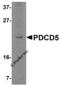 Programmed Cell Death 5 antibody, 5019, ProSci, Western Blot image 