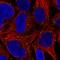 G Protein Nucleolar 1 (Putative) antibody, HPA050455, Atlas Antibodies, Immunocytochemistry image 