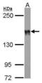 Dynein light chain 1, cytoplasmic antibody, PA5-29784, Invitrogen Antibodies, Western Blot image 