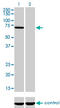 MAGUK p55 subfamily member 3 antibody, LS-C197699, Lifespan Biosciences, Western Blot image 