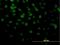 Cyclin D Binding Myb Like Transcription Factor 1 antibody, H00009988-M03, Novus Biologicals, Immunocytochemistry image 