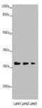 Leucine Rich Repeat Containing 57 antibody, orb35655, Biorbyt, Western Blot image 