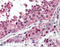 N-Ethylmaleimide Sensitive Factor, Vesicle Fusing ATPase antibody, ADI-VAM-SV020-F, Enzo Life Sciences, Immunohistochemistry frozen image 