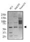 Kruppel Like Factor 4 antibody, NBP2-24749, Novus Biologicals, Western Blot image 
