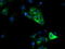 Haptoglobin antibody, TA501813, Origene, Immunofluorescence image 
