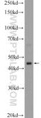 Heat Shock Transcription Factor Y-Linked 2 antibody, 11970-1-AP, Proteintech Group, Western Blot image 