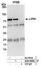Leucine Zipper Tumor Suppressor 1 antibody, A304-930A, Bethyl Labs, Immunoprecipitation image 