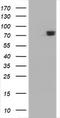 Conserved oligomeric Golgi complex subunit 6 antibody, LS-C787688, Lifespan Biosciences, Western Blot image 