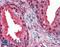 COP9 Signalosome Subunit 5 antibody, LS-B2553, Lifespan Biosciences, Immunohistochemistry frozen image 
