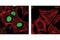 SRY-Box 2 antibody, 3579S, Cell Signaling Technology, Immunocytochemistry image 