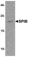 Spi-B Transcription Factor antibody, A02805-1, Boster Biological Technology, Western Blot image 