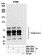Caldesmon 1 antibody, A304-163A, Bethyl Labs, Immunoprecipitation image 