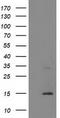 Coiled-Coil-Helix-Coiled-Coil-Helix Domain Containing 5 antibody, LS-C172610, Lifespan Biosciences, Western Blot image 