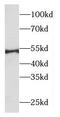 Ornithine Decarboxylase 1 antibody, FNab05969, FineTest, Western Blot image 
