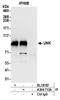 Unk Zinc Finger antibody, A304-713A, Bethyl Labs, Immunoprecipitation image 