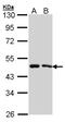 SIL1 Nucleotide Exchange Factor antibody, NBP2-20363, Novus Biologicals, Western Blot image 