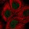 SRY-Box 13 antibody, HPA051790, Atlas Antibodies, Immunocytochemistry image 