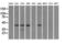 cAMP-dependent protein kinase type I-alpha regulatory subunit antibody, LS-C114736, Lifespan Biosciences, Western Blot image 