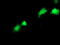 CRBP1 antibody, LS-B10523, Lifespan Biosciences, Immunofluorescence image 