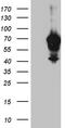 Interferon Regulatory Factor 2 Binding Protein 1 antibody, LS-C796066, Lifespan Biosciences, Western Blot image 