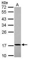 Peptidyl-prolyl cis-trans isomerase H antibody, GTX118224, GeneTex, Western Blot image 