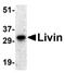 Baculoviral IAP Repeat Containing 7 antibody, orb74462, Biorbyt, Western Blot image 
