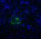 T Cell Immunoreceptor With Ig And ITIM Domains antibody, SD8830, ProSci Inc, Immunofluorescence image 