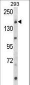 Unc-13 Homolog B antibody, LS-C160432, Lifespan Biosciences, Western Blot image 