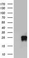 Granulophysin antibody, TA802750, Origene, Western Blot image 