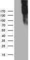 hJ1 antibody, TA807945, Origene, Western Blot image 