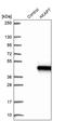 A-Kinase Anchoring Protein 7 antibody, PA5-55534, Invitrogen Antibodies, Western Blot image 