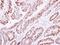 Histone Cluster 1 H1 Family Member C antibody, NBP2-16845, Novus Biologicals, Immunohistochemistry frozen image 