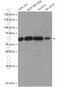 Beclin 1 antibody, 11306-1-AP, Proteintech Group, Western Blot image 
