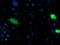 Glutamyl Aminopeptidase antibody, TA504251, Origene, Immunofluorescence image 