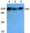 Mitogen-Activated Protein Kinase Kinase Kinase 13 antibody, PA5-36130, Invitrogen Antibodies, Western Blot image 
