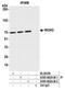 RIO Kinase 3 antibody, A305-602A-M, Bethyl Labs, Immunoprecipitation image 