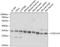 Coiled-Coil Domain Containing 124 antibody, A13701, Boster Biological Technology, Western Blot image 