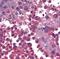 T-Complex 1 antibody, MA1-90088, Invitrogen Antibodies, Immunohistochemistry frozen image 